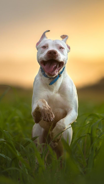 Pitbull Dog Wallpaper 4K Apk Latest Version 1.01 list_