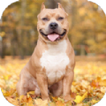 Pitbull Dog Wallpaper 4K Apk Latest Version 1.01