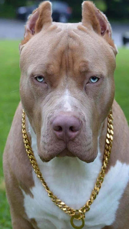 Pitbull Dog Wallpaper 4K Apk Latest Version 1.01 list_2