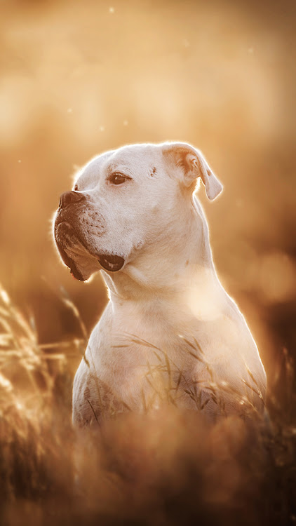 Pitbull Dog Wallpaper 4K Apk Latest Version picture 1